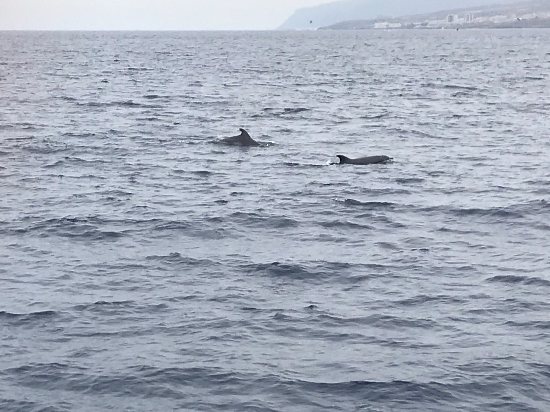 Tonina Cruises-拉斯加勒塔斯必去景点