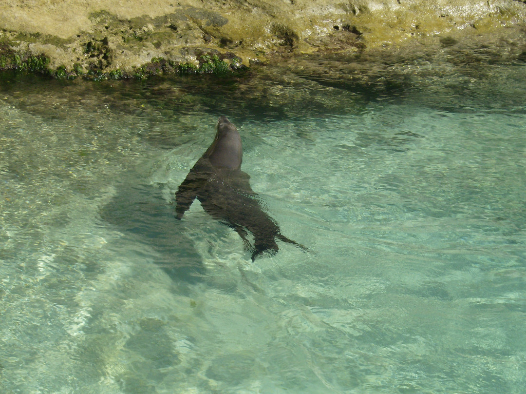 Sea Lion Encounter at Blue Lagoon景点图片