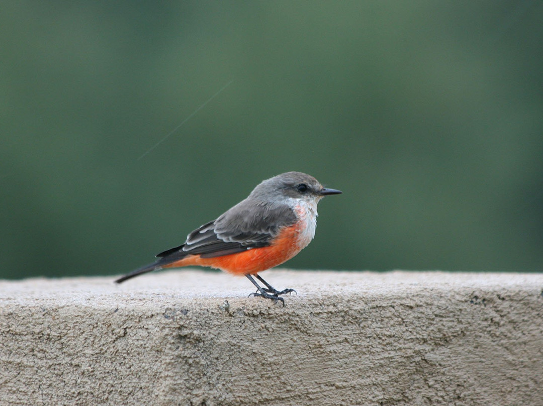 Battiste's Bed, Breakfast & Birds主图