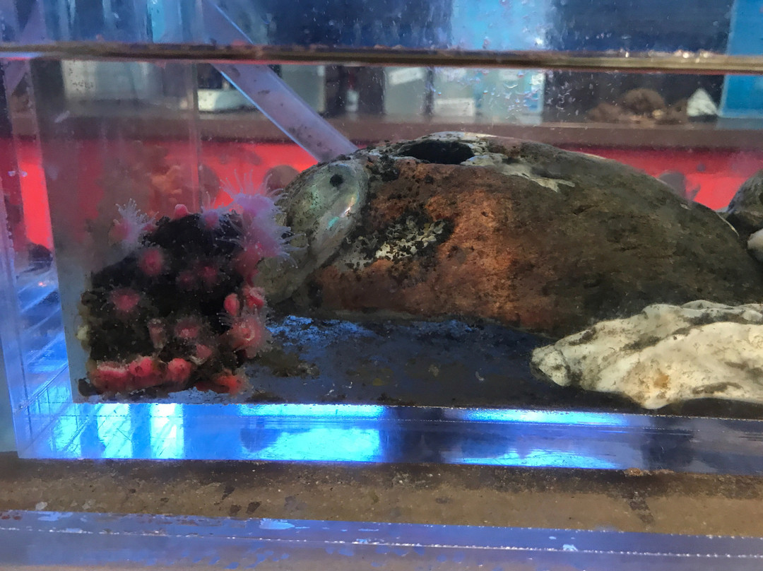 Roundhouse Marine Studies Lab and Aquarium-曼哈顿海滩必去景点