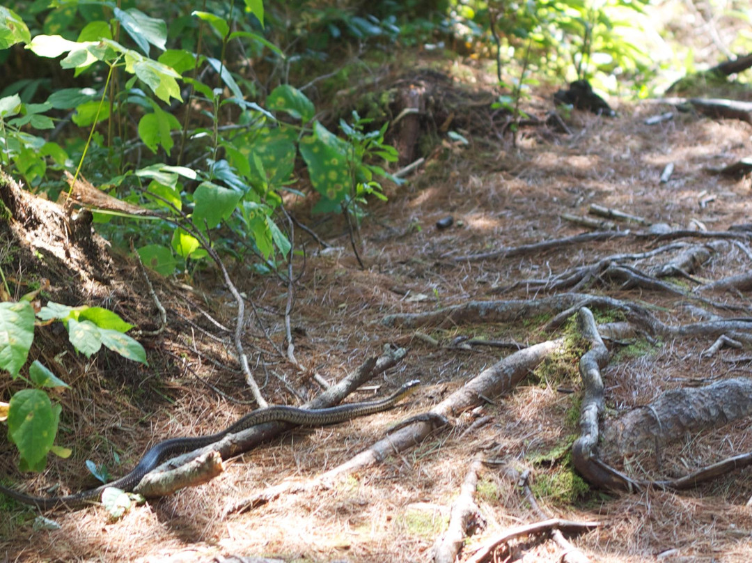 Bluff Wilderness Hiking Trails景点图片
