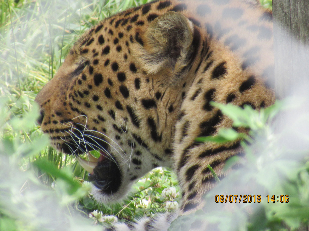 Zoo Animalia-Saint-Edouard-de-Maskinonge必去景点