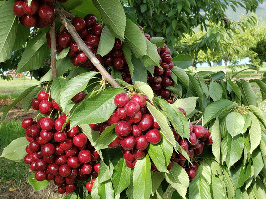 Victorian Acres Fruit Farm-Creston必去景点