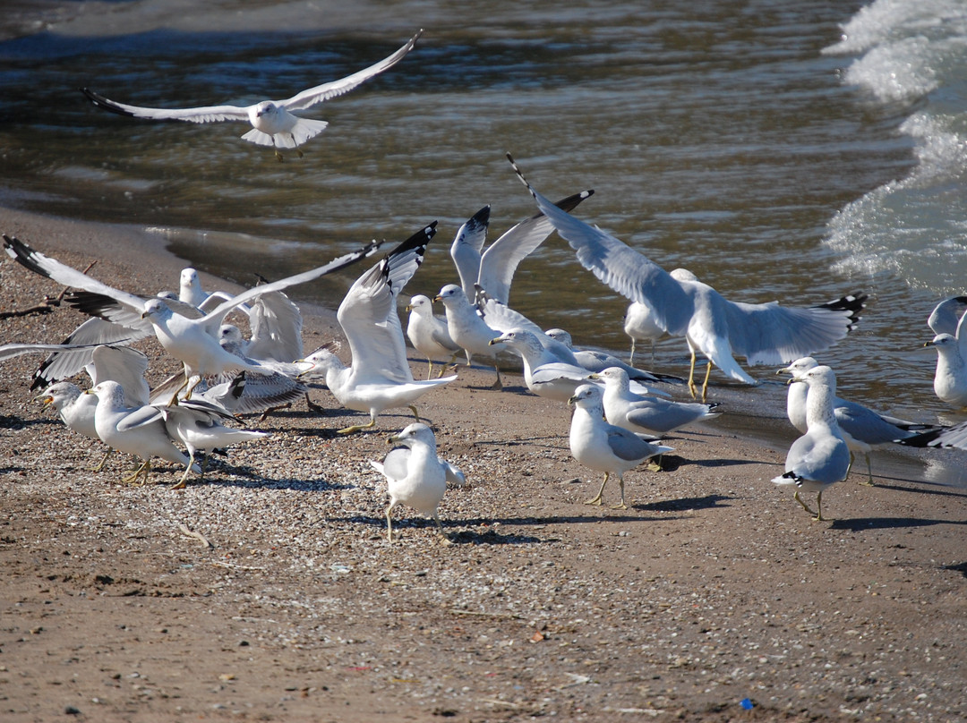 Huntington Beach-Bay Village必去景点