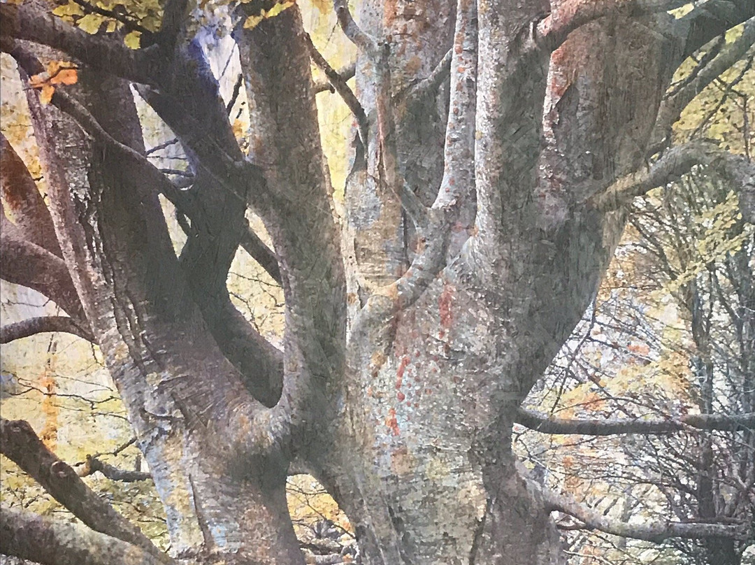 Espai Montseny景点图片