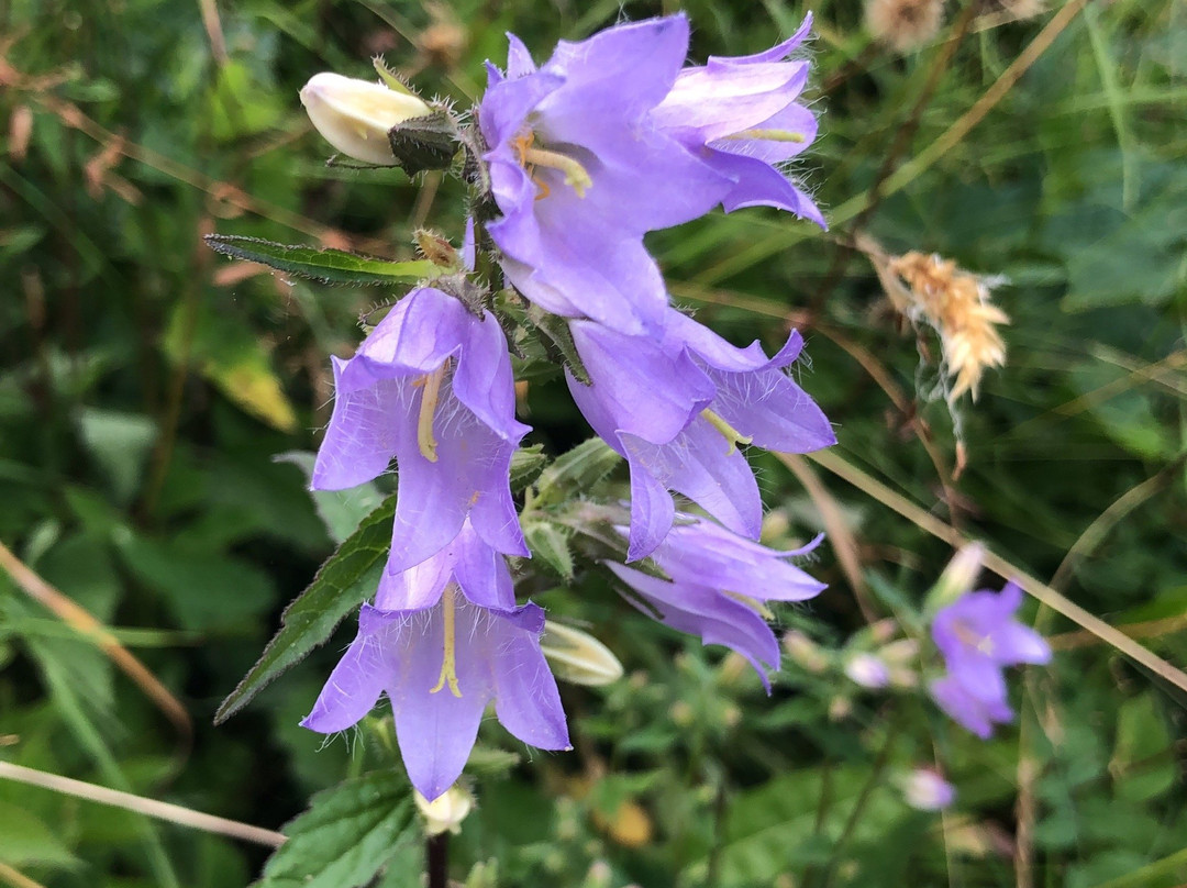 Gasthaus Heiligkreuz主图