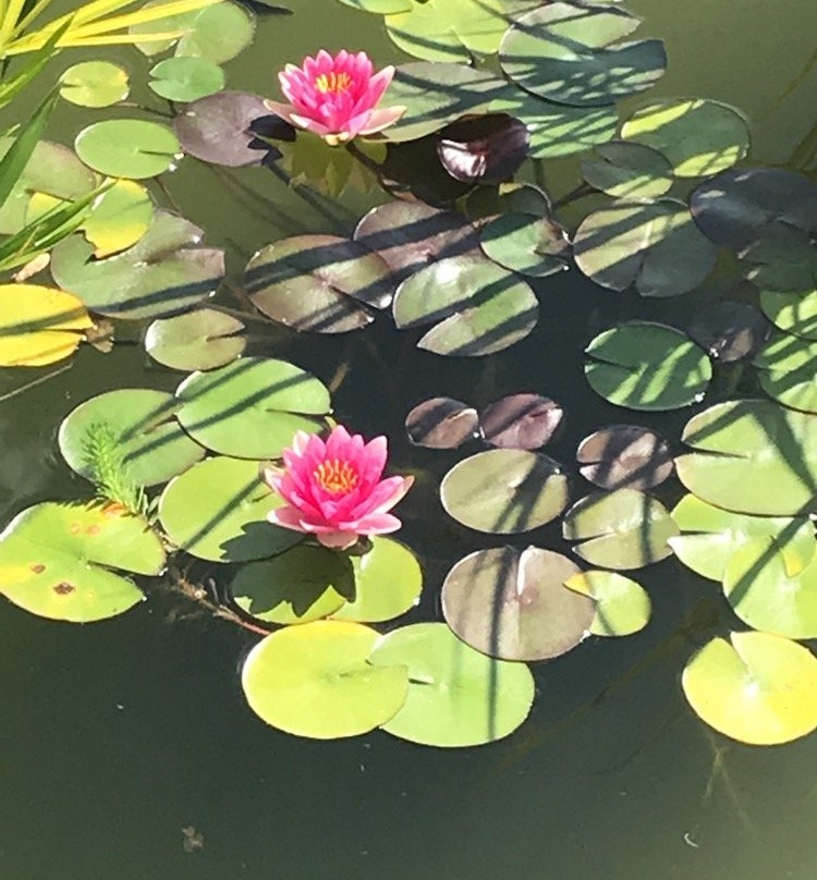 Untermyer Gardens景点图片