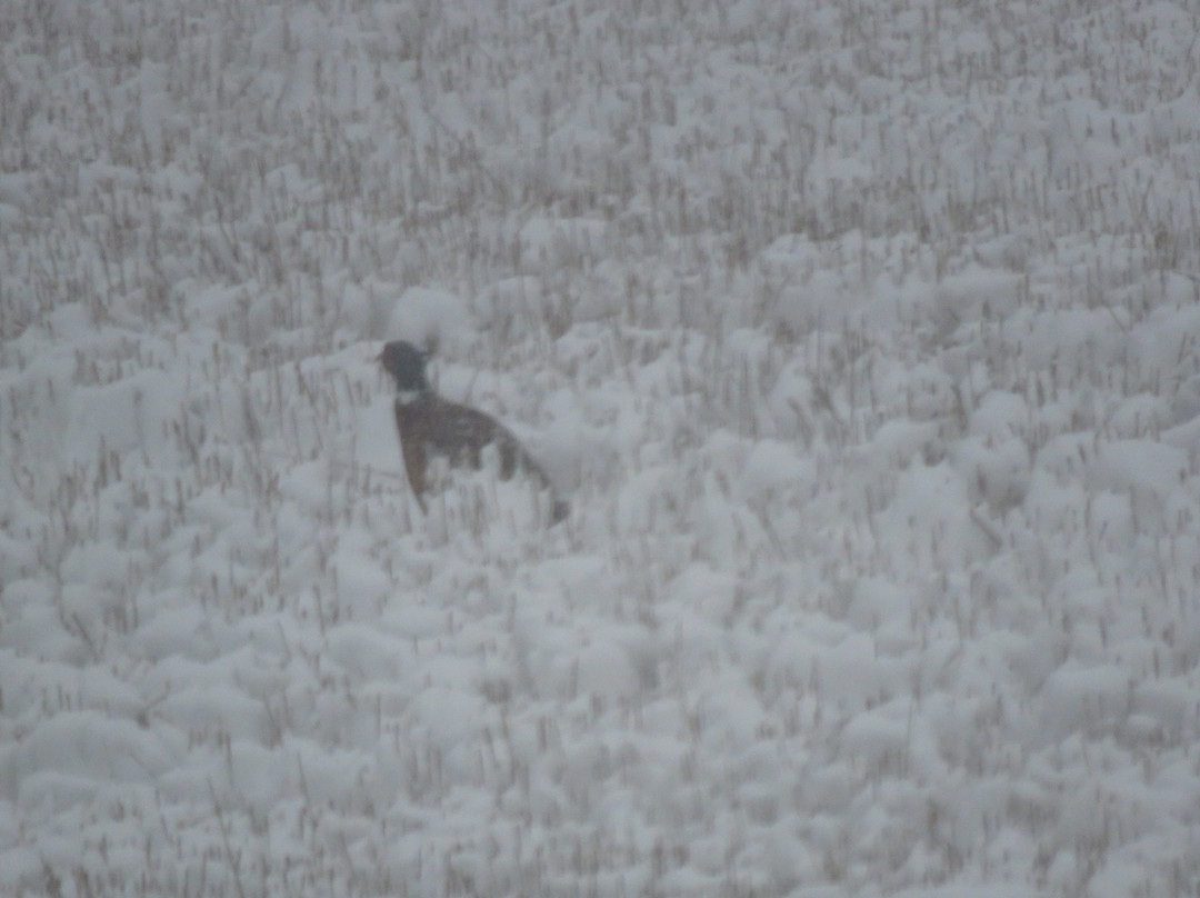 Charlie Russell Chew Choo Dinner Train-Lewistown必去景点