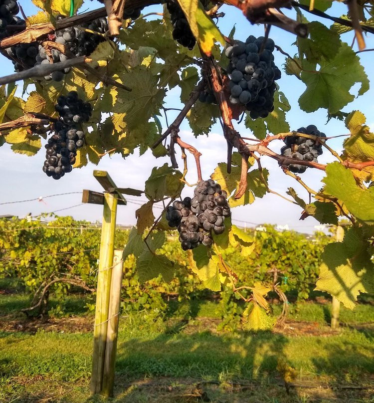 Holy-Field Vineyard & Winery-Basehor必去景点