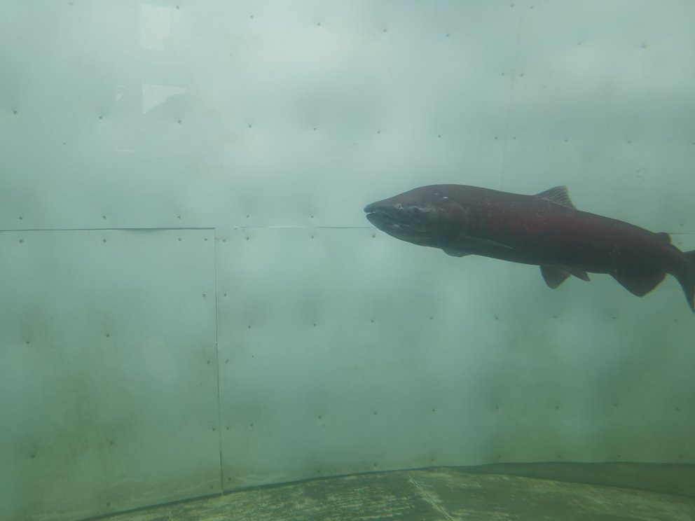 Whitehorse Fishway-白马市必去景点