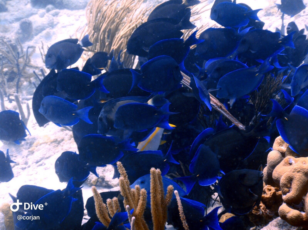 Bari Reef-Kralendijk必去景点