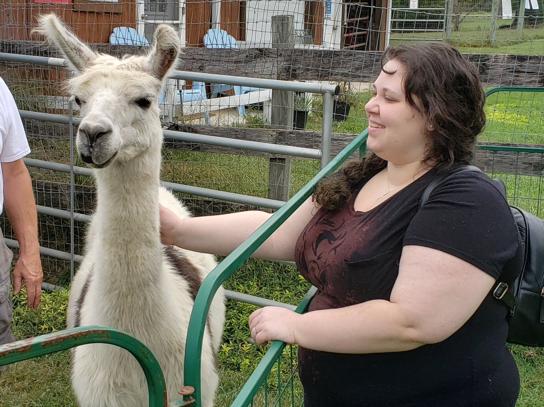 Alpaca Dreams景点图片