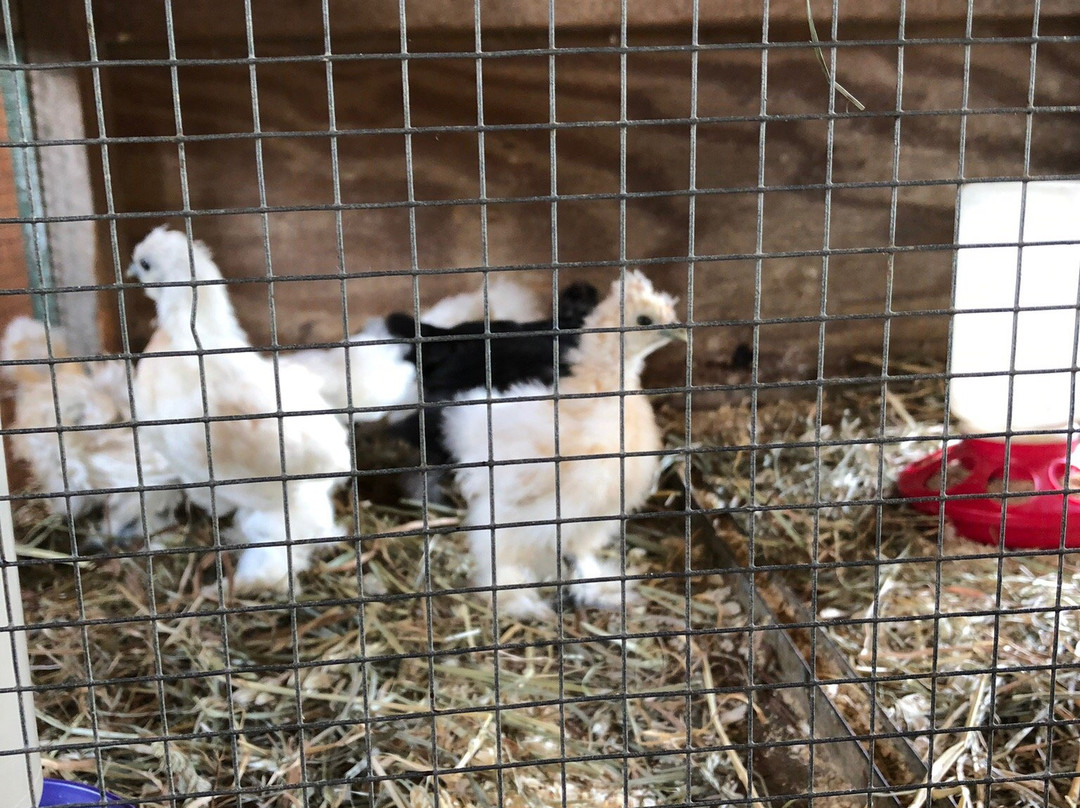 Clark's Elioak Farm-埃利科特城必去景点