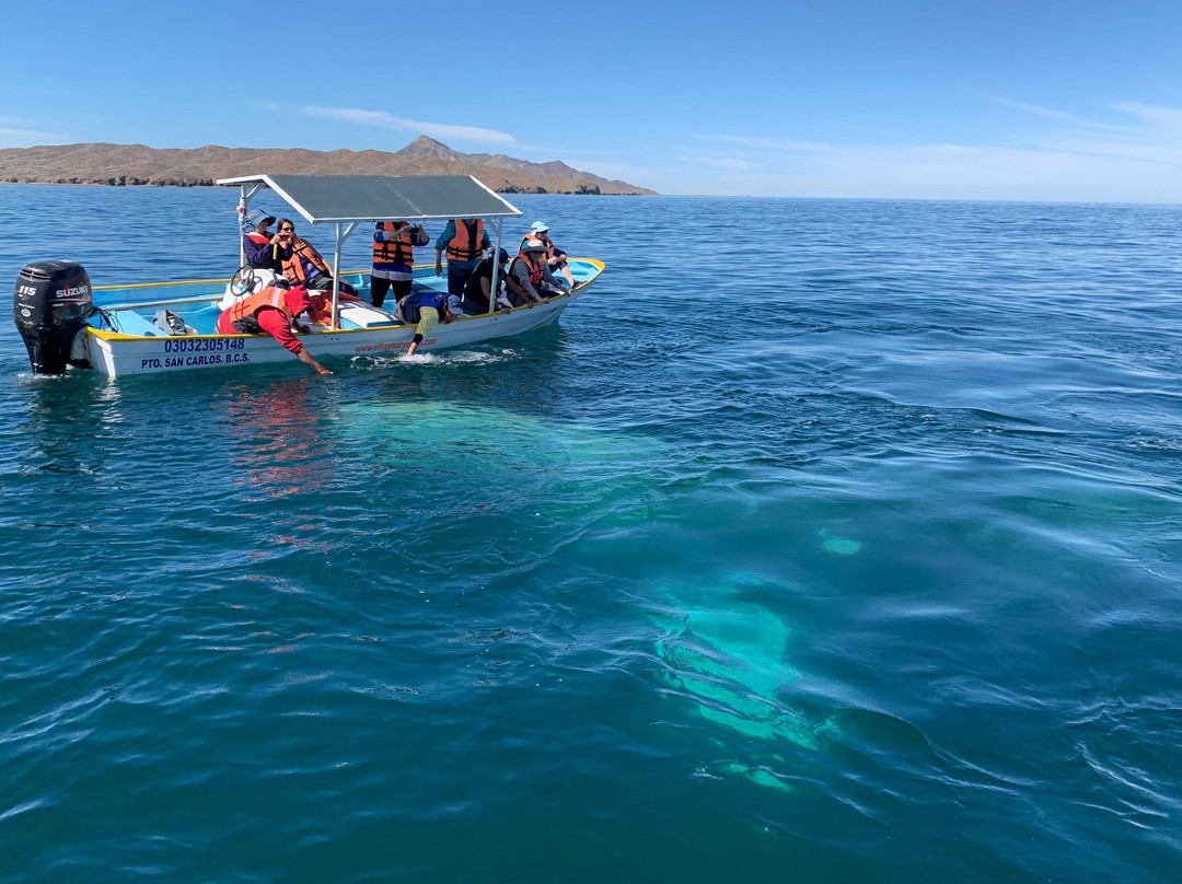 The Baja Whale Watching-拉巴斯必去景点