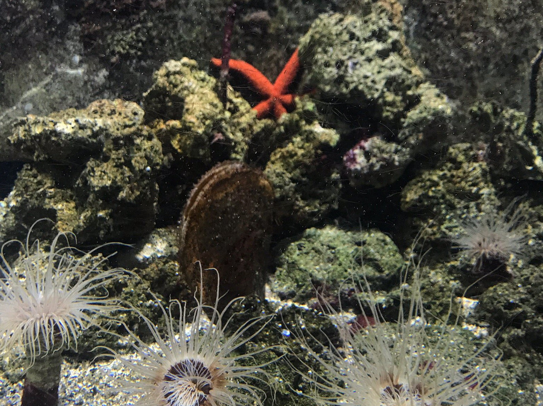 Aquarium Piran景点图片