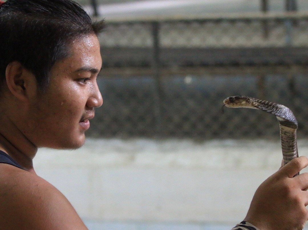 苏梅蛇场-苏梅岛必去景点