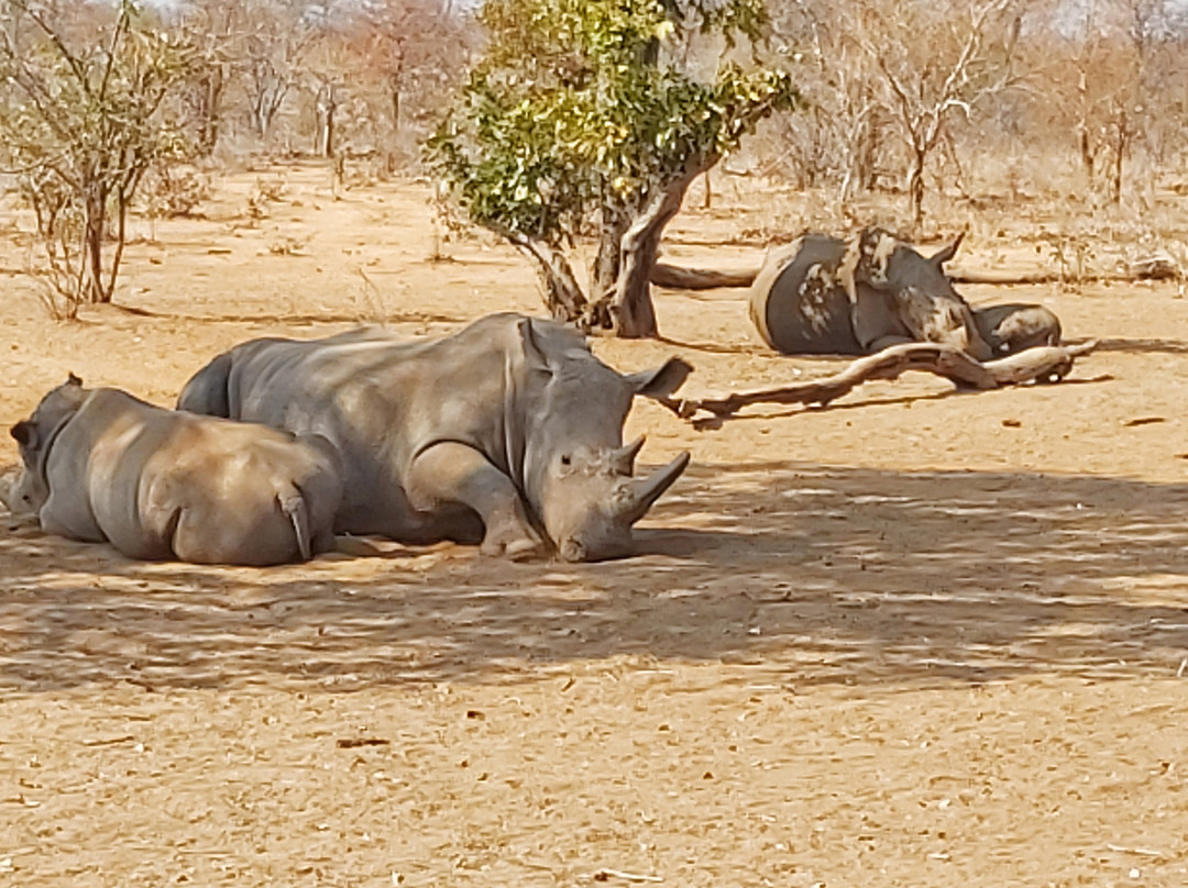 Livingstone Rhino Safaris-李文斯顿必去景点