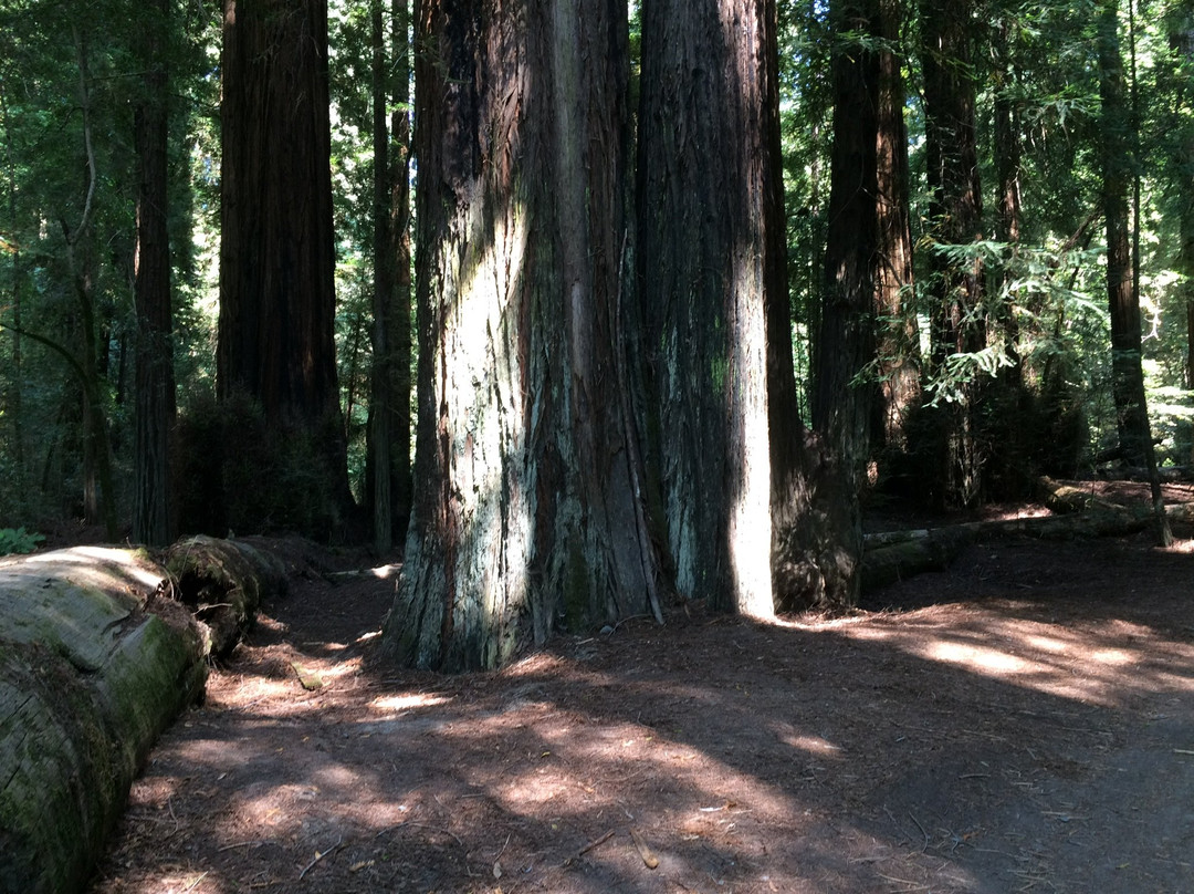 Redwood Highway景点图片