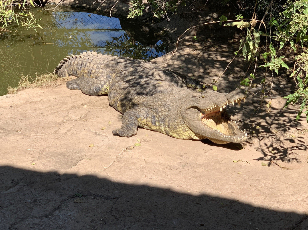 Livingstone Crocodile Park景点图片
