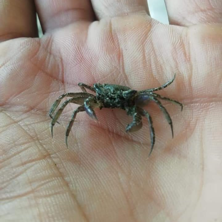 Pianguita Beach景点图片