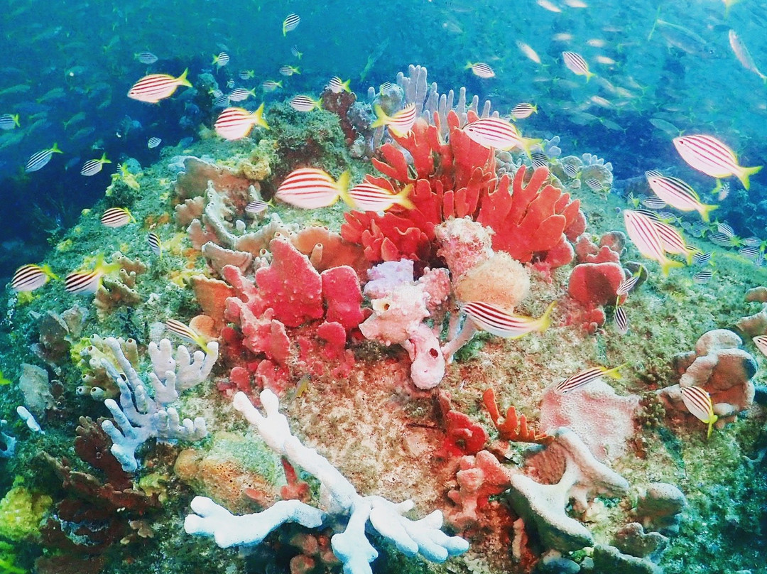 Feet First Dive-尼尔森湾必去景点