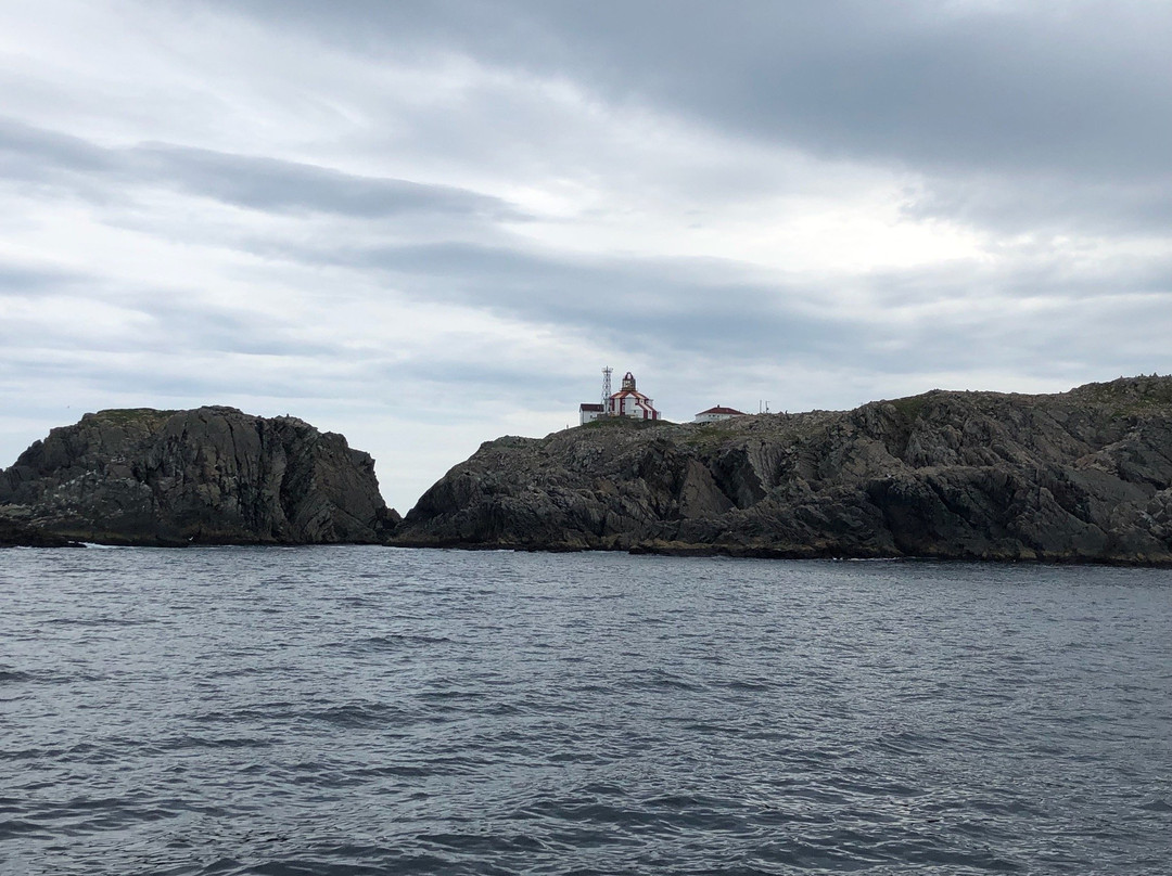 Bonavista Puffin & Whale Boat Tours景点图片