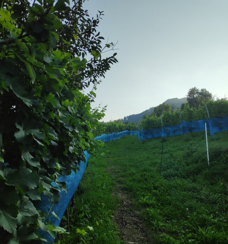 Weinhof Vlg. Ritter景点图片
