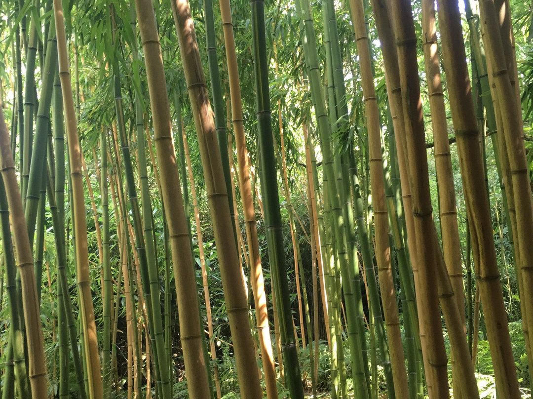 Jardin Exotique de Saint Renan景点图片
