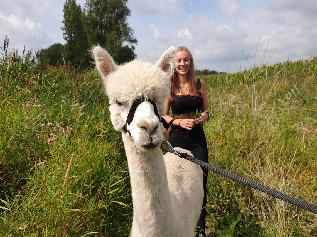 Alpaca farm River Forelands-Wamel必去景点
