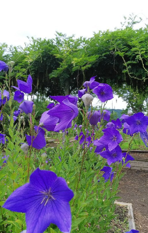 Kikyo no Sato-龟冈市必去景点