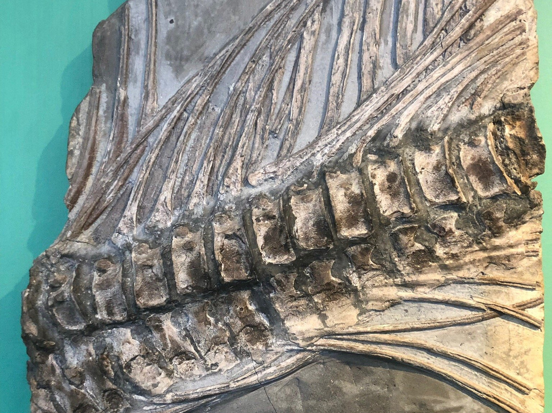 Urweltmuseum Aalen景点图片