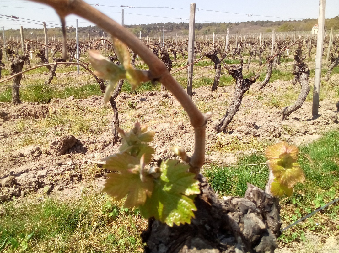 Domaine Estelle et Rodolphe Cognard-Saint Nicolas de Bourgueil必去景点