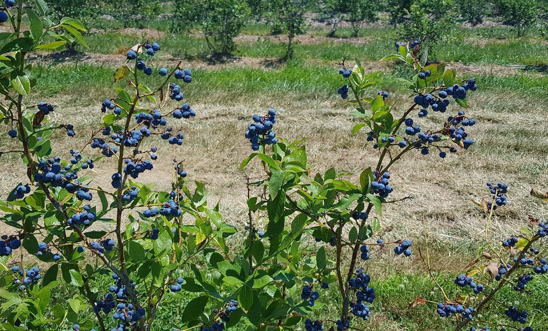 Homestead Farms-Poolesville必去景点
