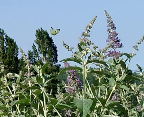 Il Giardino delle Farfalle景点图片