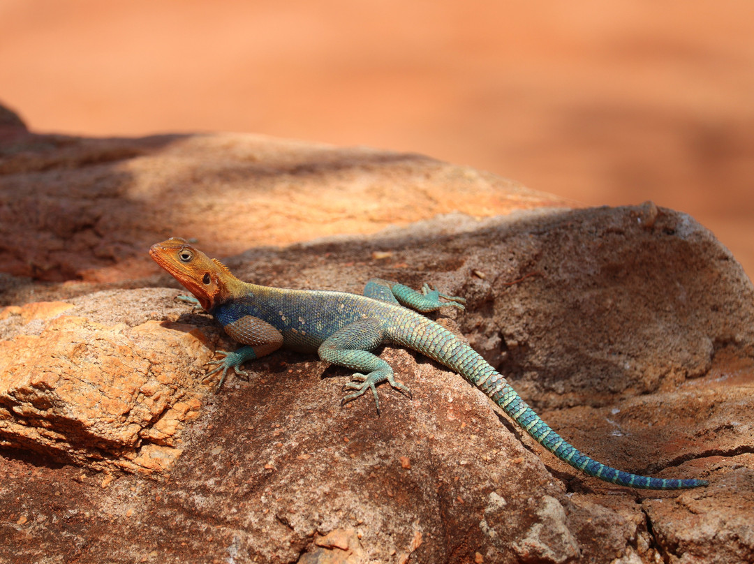 Jorim Tours And Safaris Day Tours-蒙巴萨必去景点