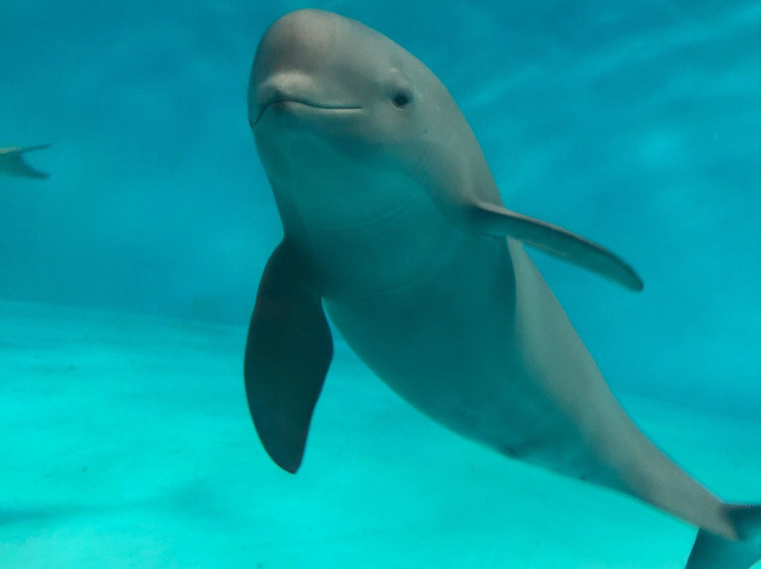 Miyajima Public Aquarium景点图片