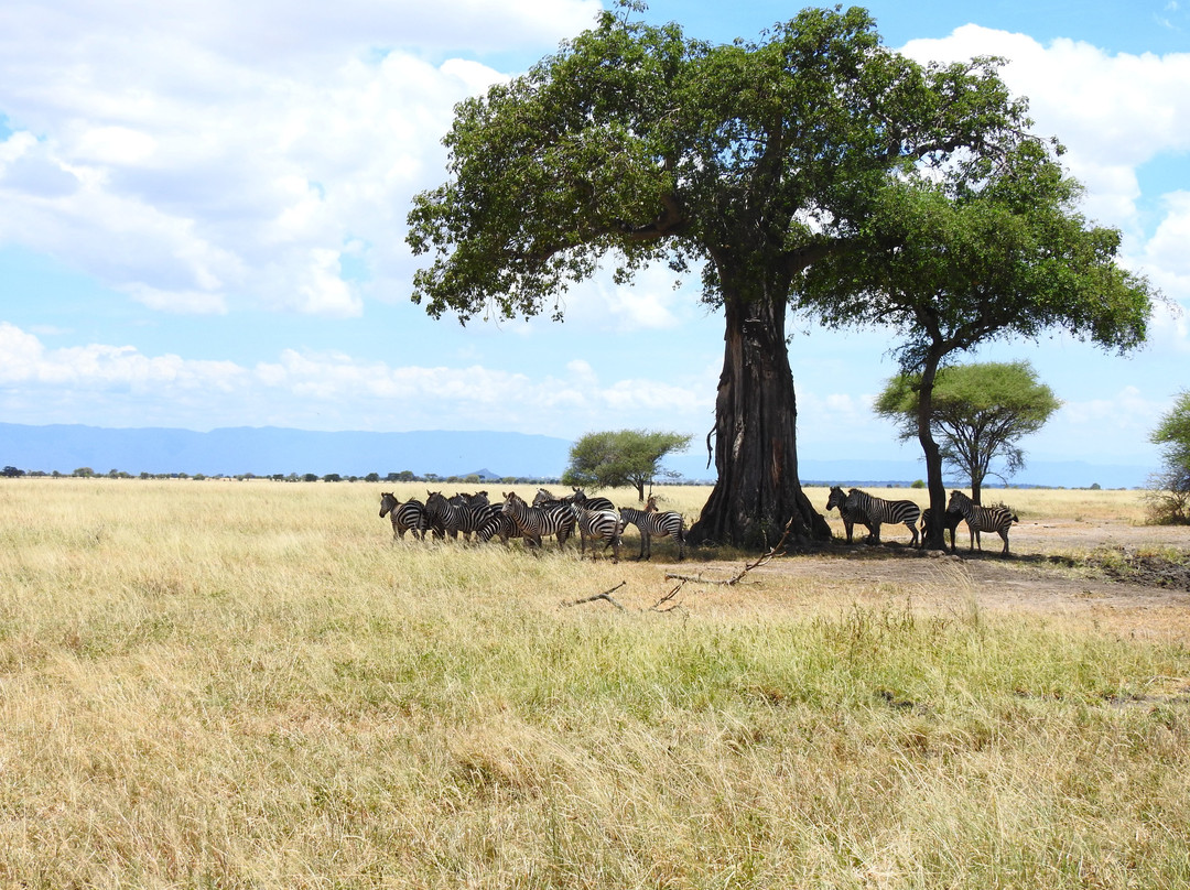Wildtrek Tanzania Safaris-阿鲁沙必去景点