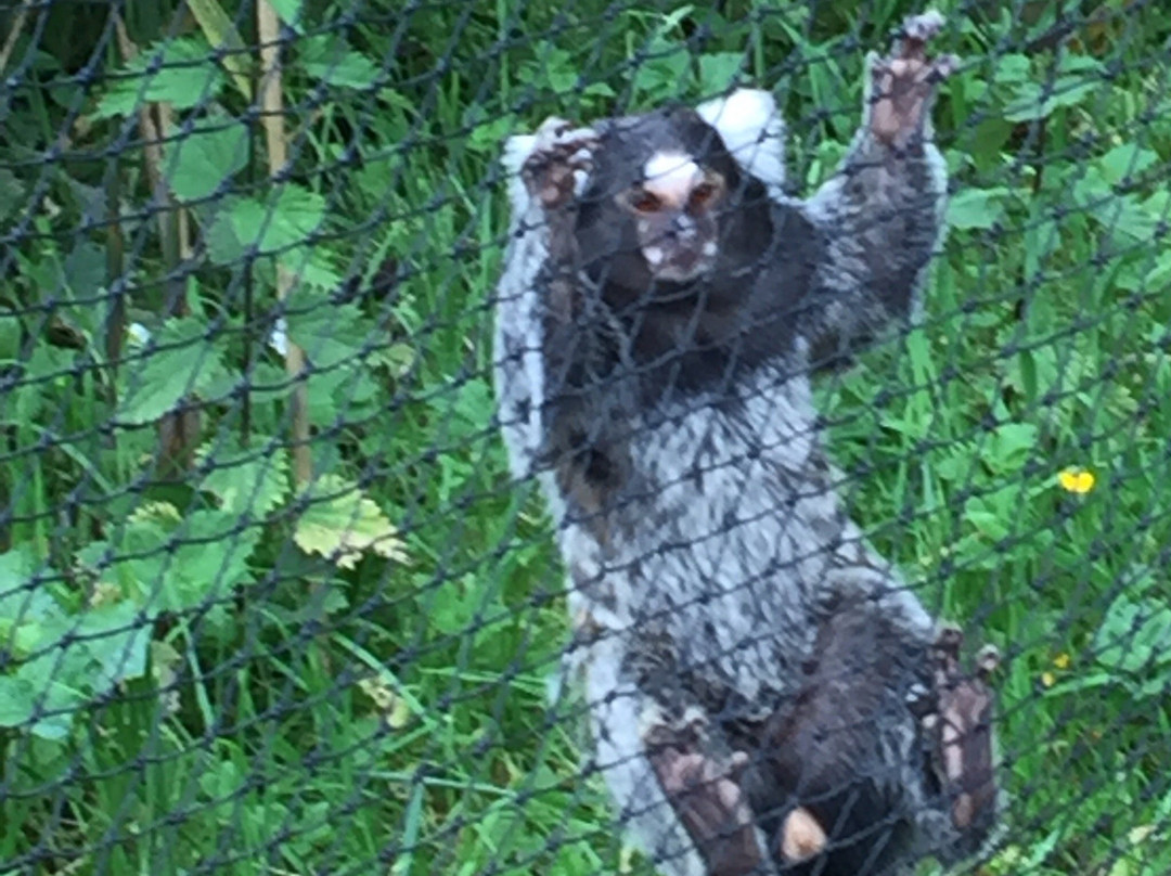 Reaseheath Mini Zoo-Nantwich必去景点