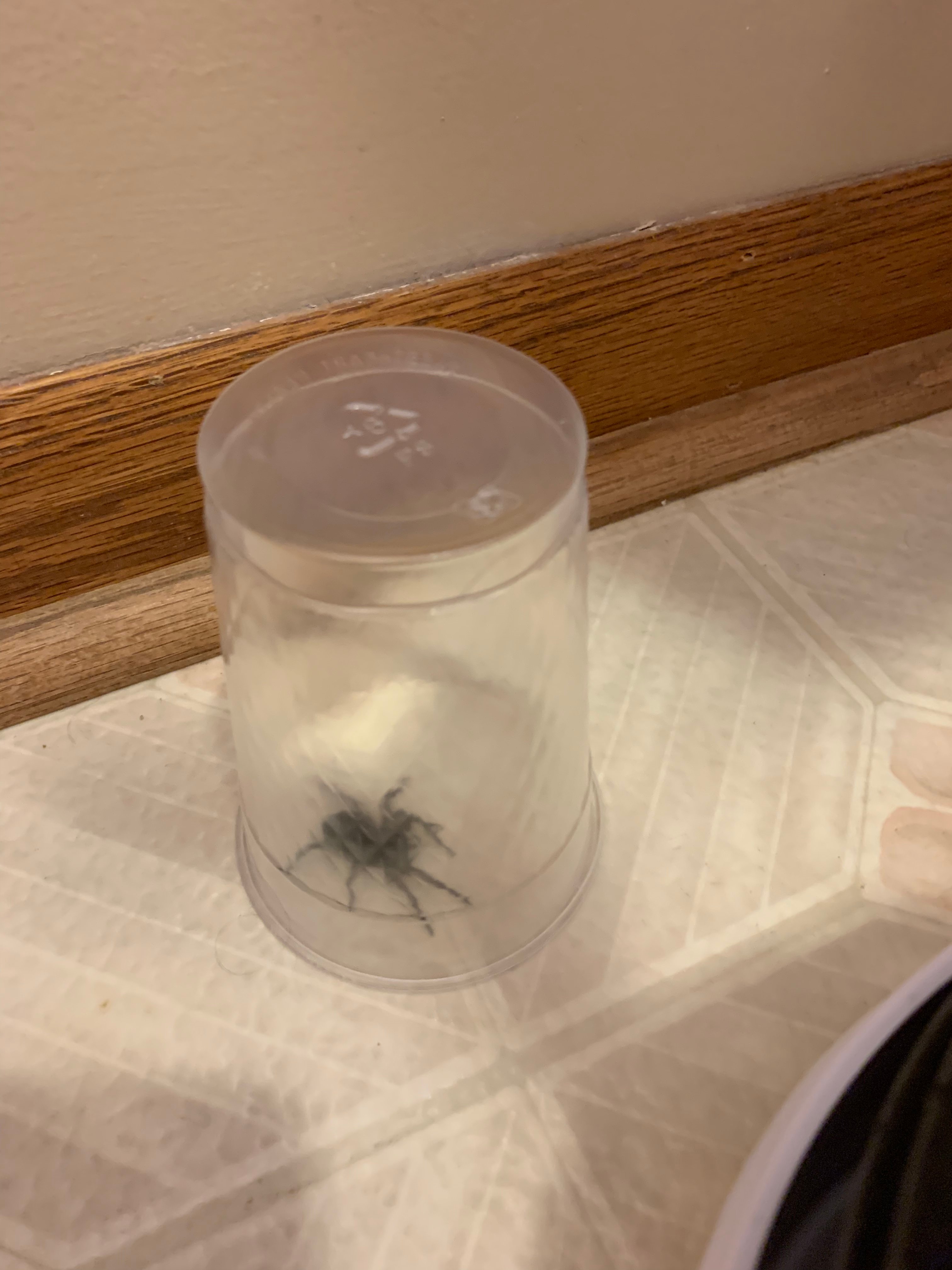 Lake Panorama National Inn and Suites-官方