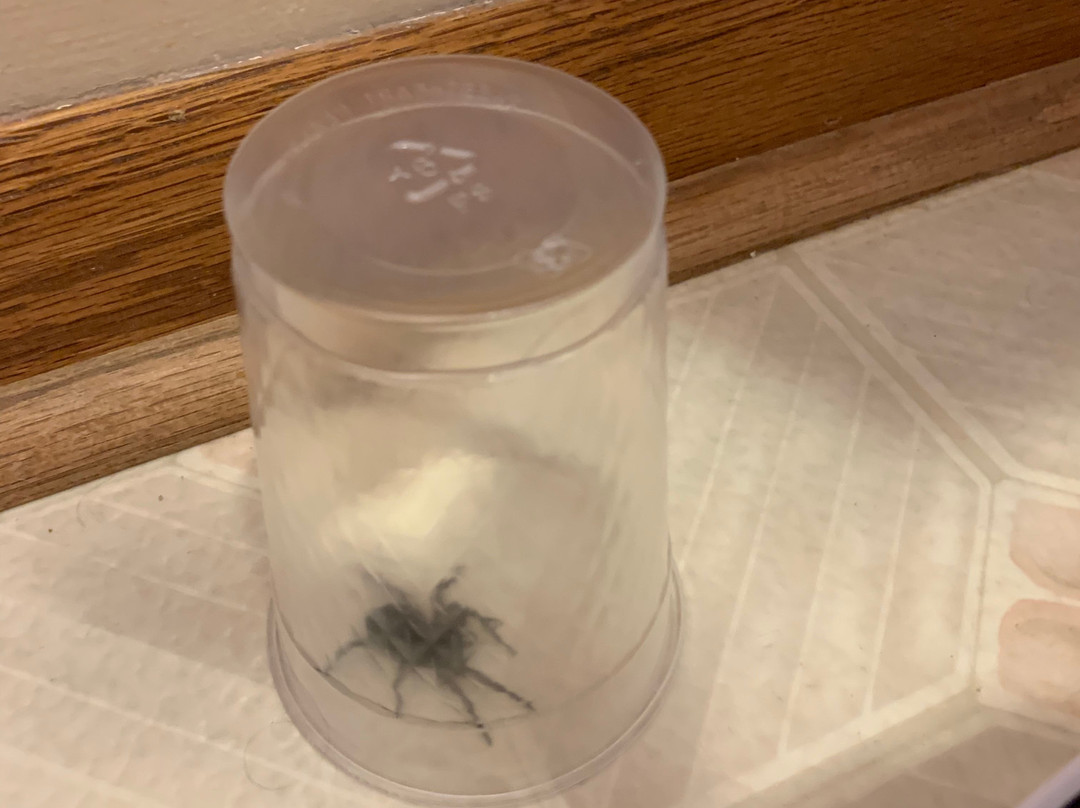 Lake Panorama National Inn and Suites主图