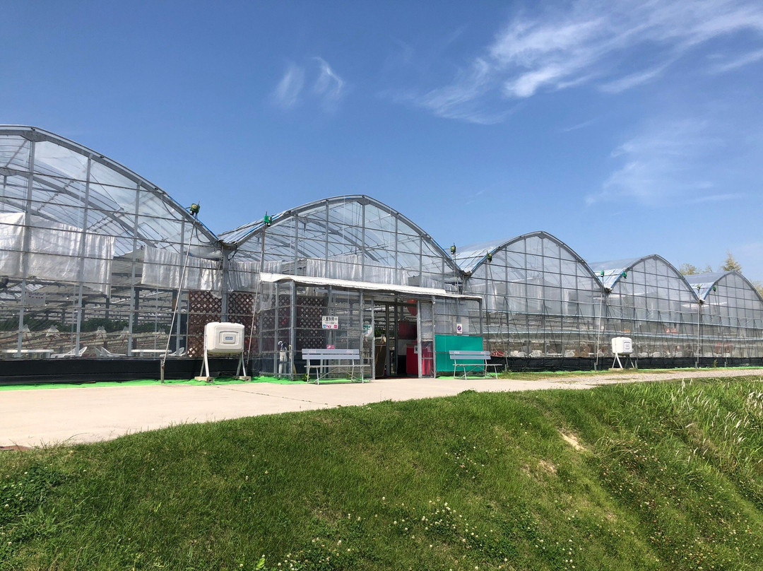 Strawberry Farm Haru-岸和田市必去景点