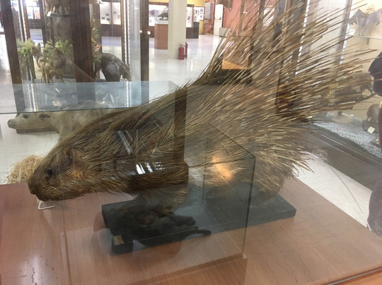 Mousio Zoologias Panepistimiou Athinon-雅典必去景点