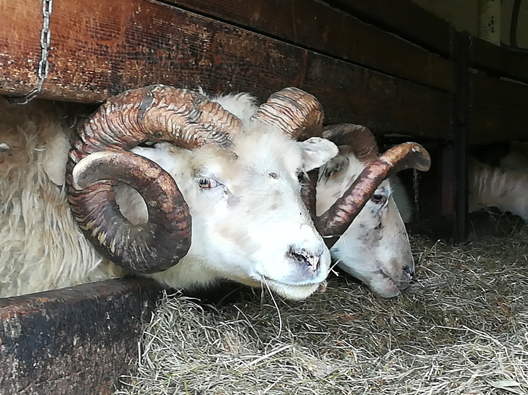 Nypugardar Guesthouse主图