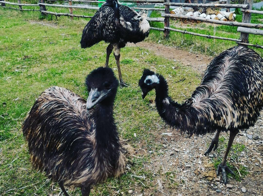 Ostrich Valley-Sarafanovo必去景点