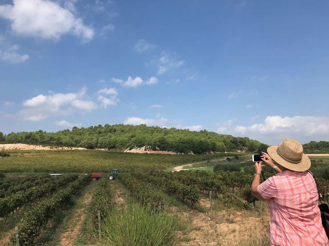 Bodegues Sumarroca景点图片