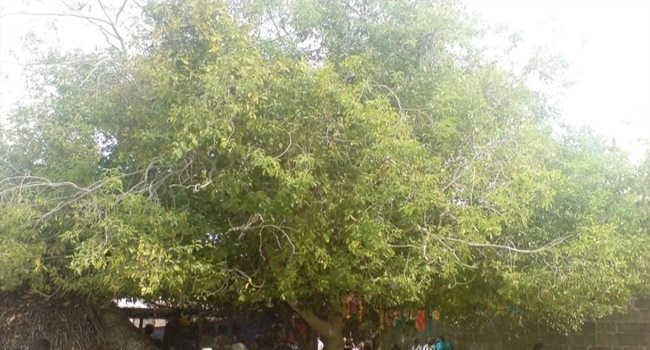 Sri Navaneetheswarar Swamy Temple景点图片