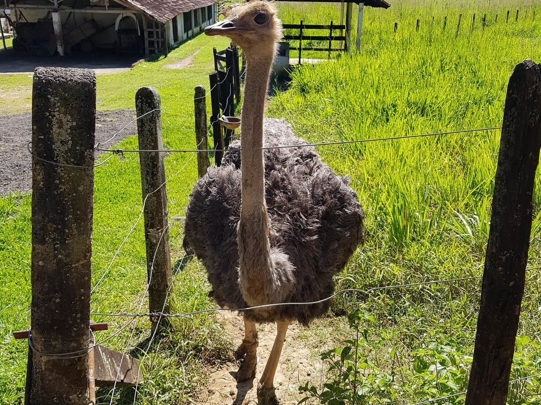 Resort Fazenda 3 Pinheiros主图