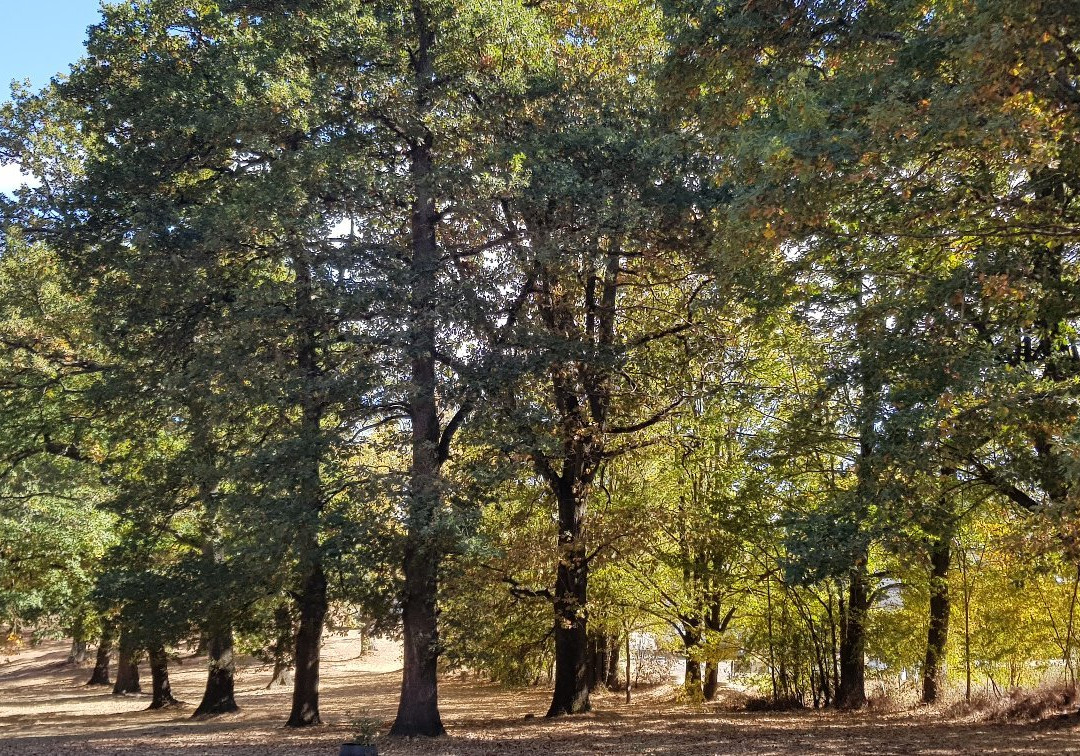 凯尼顿旅游景点-Kyneton Community Park