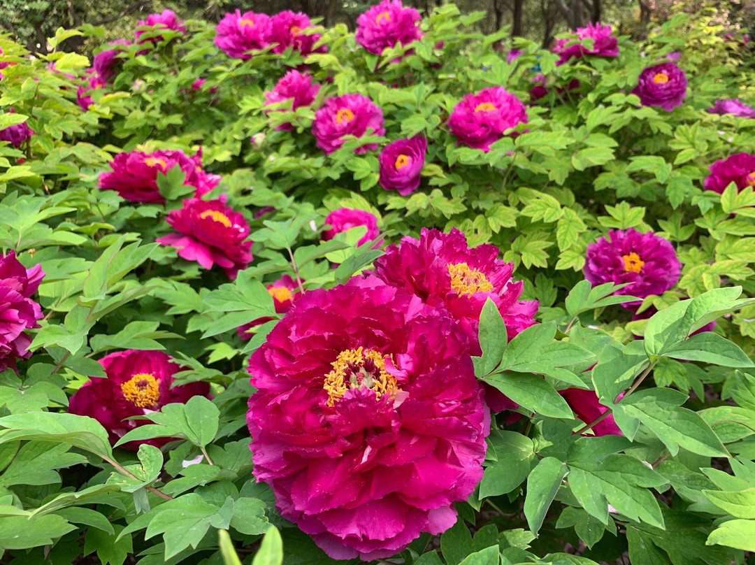 中国国花园-洛阳市必去景点