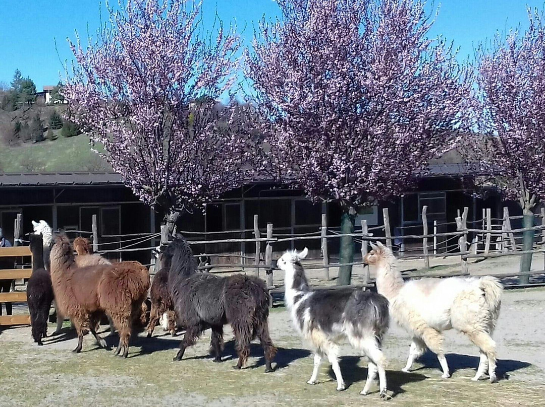 A passeggio con i Lama e gli Alpaca nelle colline selvagge del Monferrato-Cavatore必去景点